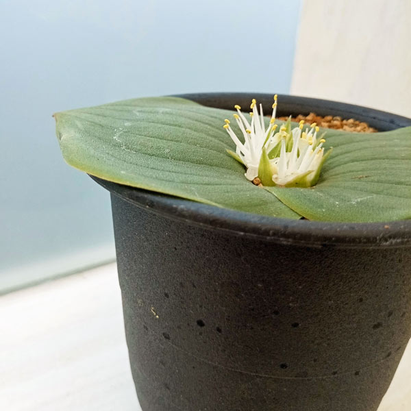 マッソニア:ブレダスドルペンシス 3号鉢植え