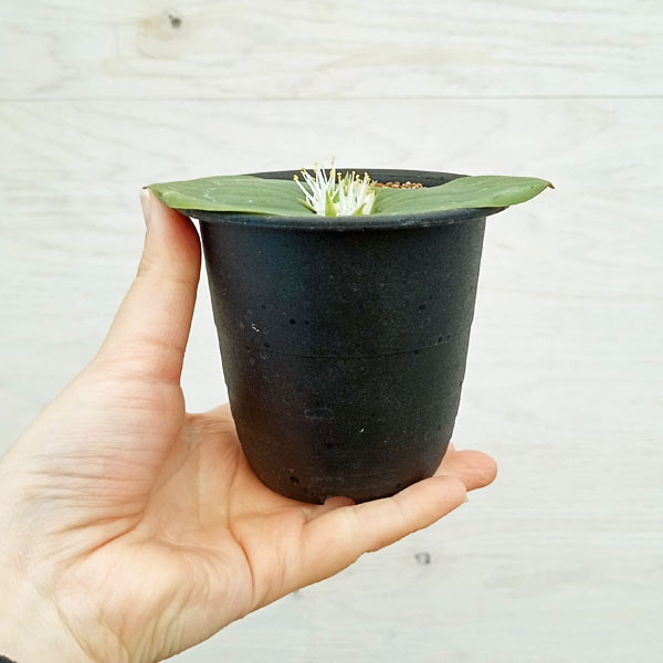 マッソニア:ブレダスドルペンシス 3号鉢植え