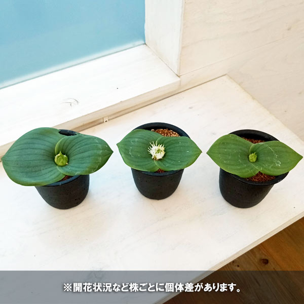 マッソニア:ブレダスドルペンシス 3号鉢植え