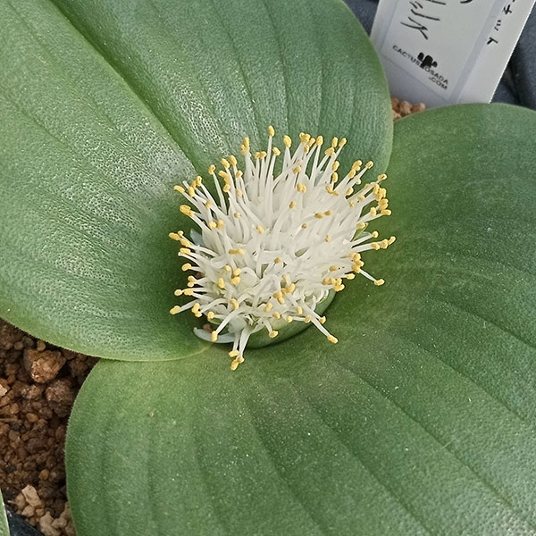 マッソニア:ブレダスドルペンシス 3号鉢植え