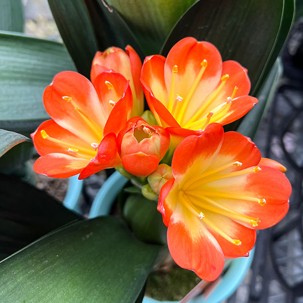 （わけあり特価）クンシラン：アリサ5号鉢植え