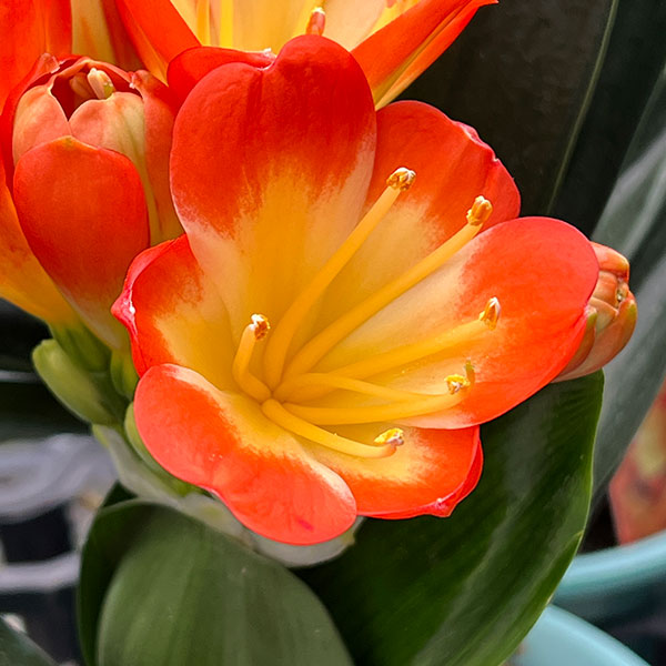 （わけあり特価）クンシラン：アリサ5号鉢植え