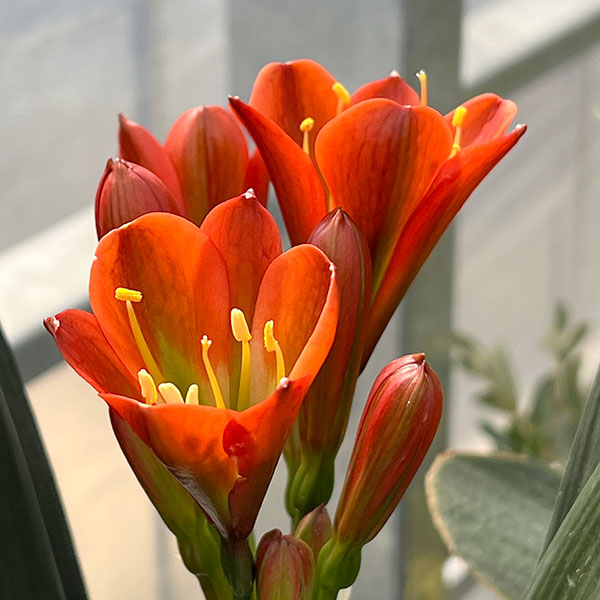 クンシラン：悠久（ユウキュウ）5号鉢植え