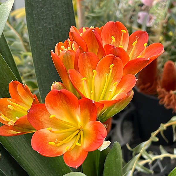 クンシラン：悠久（ユウキュウ）5号鉢植え