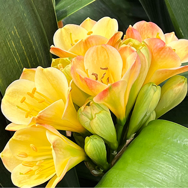 （わけあり特価）クンシラン：黄花君子蘭 光玲（みれい）5号鉢植え