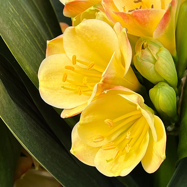 （わけあり特価）クンシラン：黄花君子蘭 光玲（みれい）5号鉢植え