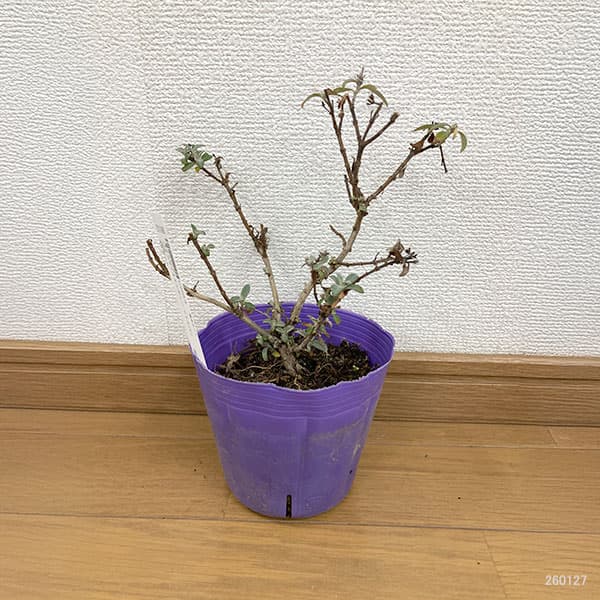 ブッドレア:バタフライキャンディー リトルパープル4号ポット