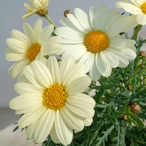 マーガレット:エンジェリックレモンパステル5号鉢植え