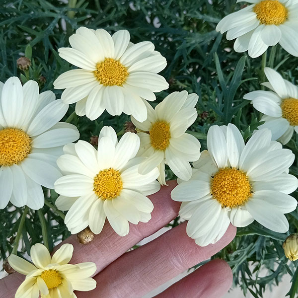 マーガレット:エンジェリックレモンパステル5号鉢植え