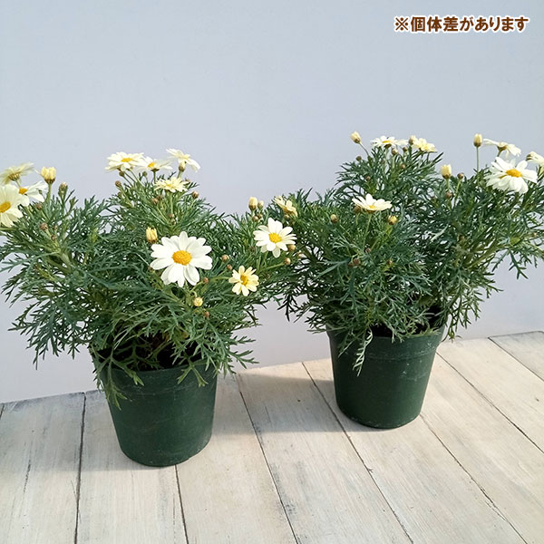 マーガレット:エンジェリックレモンパステル5号鉢植え