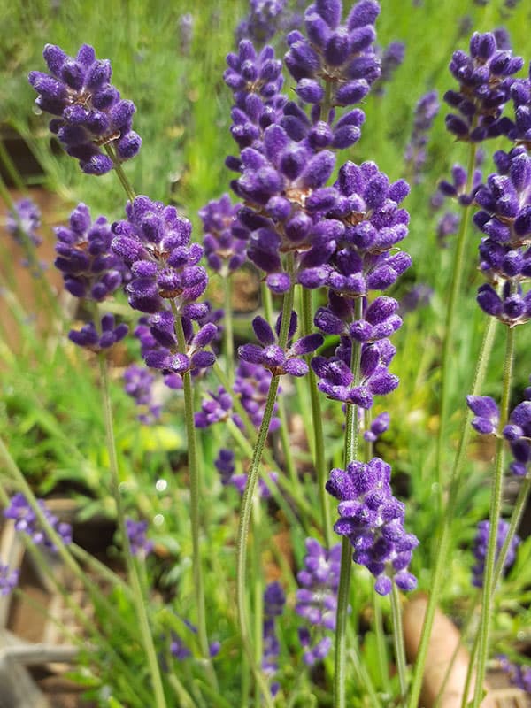 イングリッシュラベンダー：早咲き3号（早咲濃紫3号）3号ポット