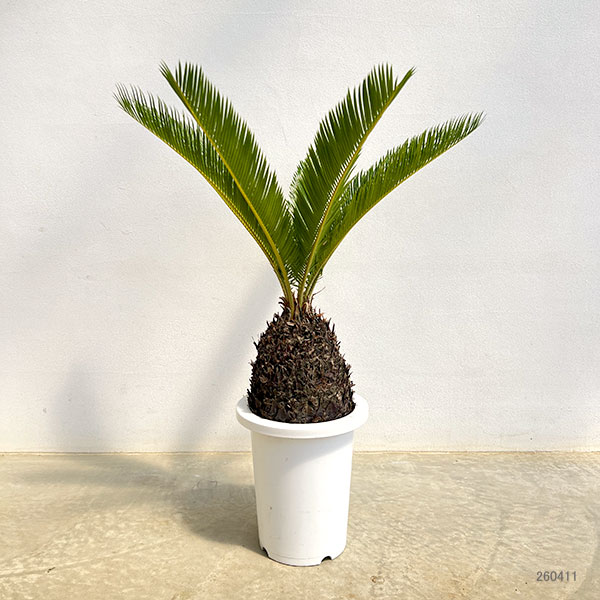 園芸ネット本店｜ソテツ（蘇鉄）7号鉢植え* の通販【公式】