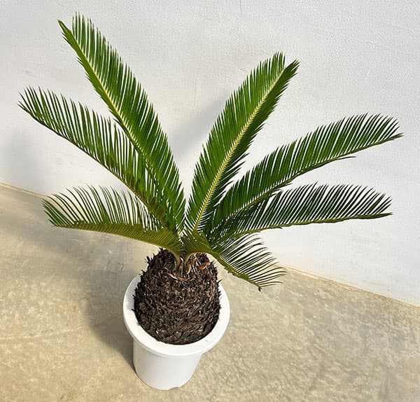 園芸ネット本店｜ソテツ（蘇鉄）7号鉢植え* の通販【公式】