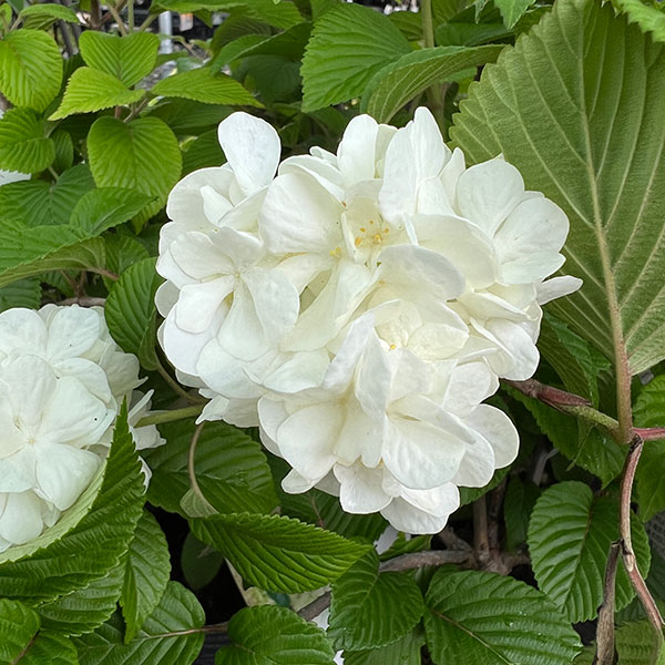 オオデマリ（大手毬）4.5-5号ポット