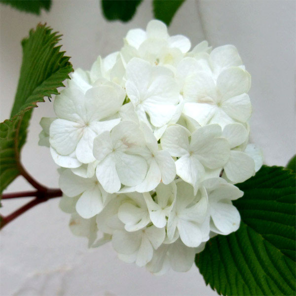 オオデマリ（大手毬）4.5-5号ポット