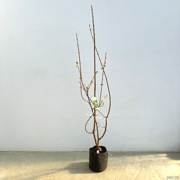 ロウバイ：素心（ソシン）ロウバイ6号ポットまたはルートバック