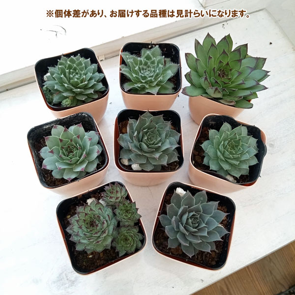 園芸ネット本店｜[送料無料]センペルビウム 2.5号 ソート8株セット の