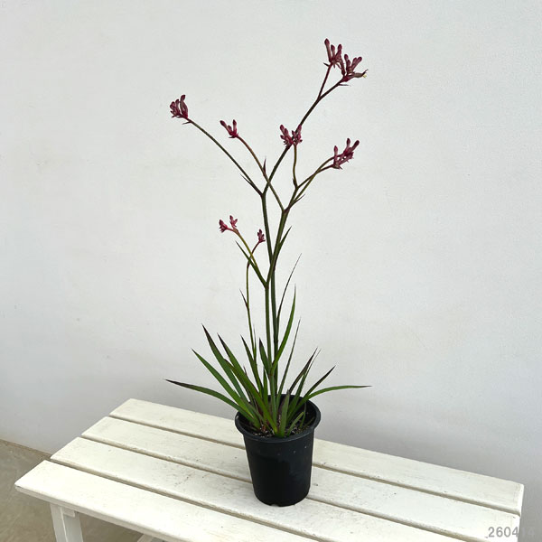 カンガルーポー:ブッシュジョーカー(深紅)5号鉢植え*