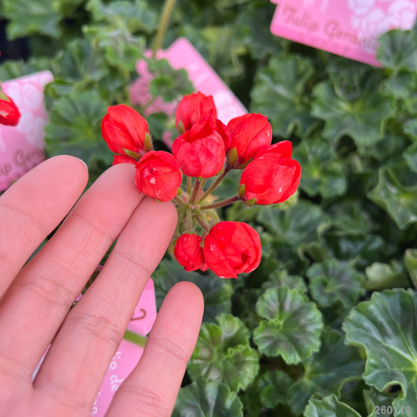 園芸ネット本店｜ゼラニウム（チューリップ咲き）：コニー5号鉢植え の