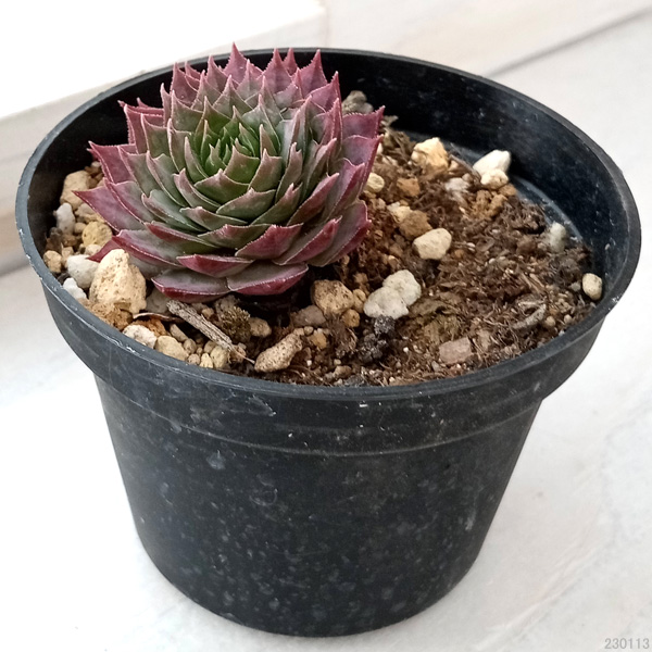 感謝を込めて。センペルビウム15(*´ω`*)Ｍ 感謝を込めて。センペルビウム15(*´ω`*)M