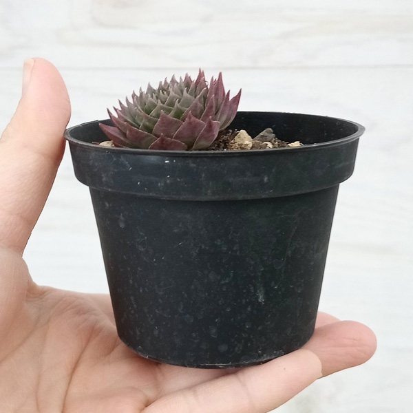 園芸ネット本店｜センペルビウム：アトロビオラセウム 2.5号 の通販