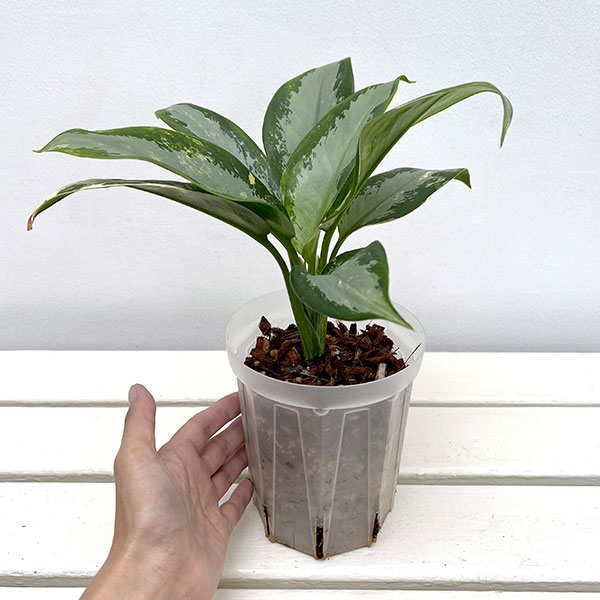 アグラオネマ:スワンナプーム(ねこチップ植え) 4号鉢植え