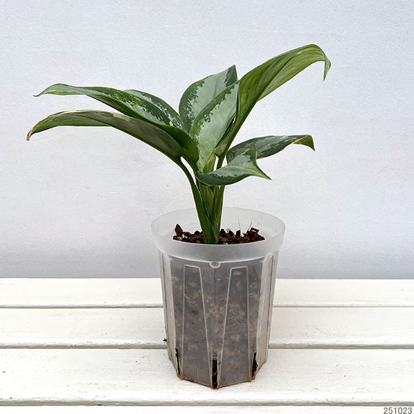 アグラオネマ:スワンナプーム(ねこチップ植え) 4号鉢植え