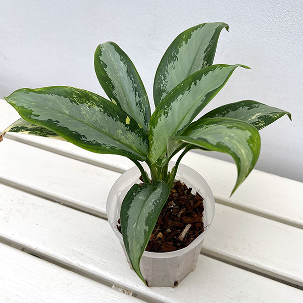 アグラオネマ:スワンナプーム(ねこチップ植え) 4号鉢植え