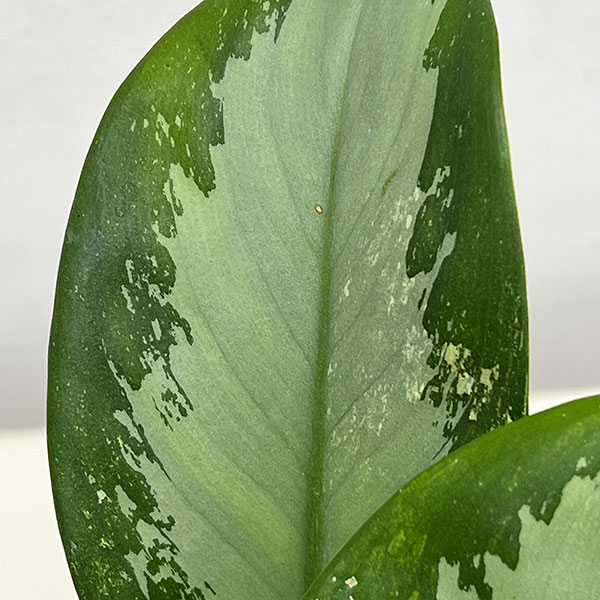 アグラオネマ:スワンナプーム(ねこチップ植え) 4号鉢植え