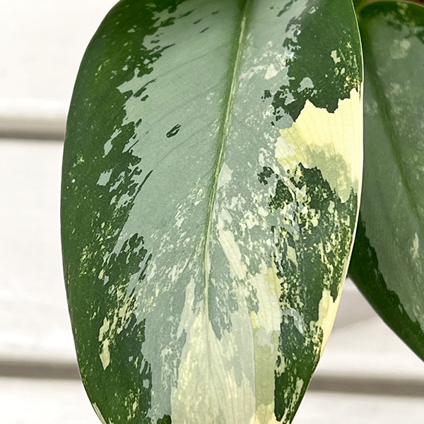 アグラオネマ:スワンナプーム(ねこチップ植え) 4号鉢植え