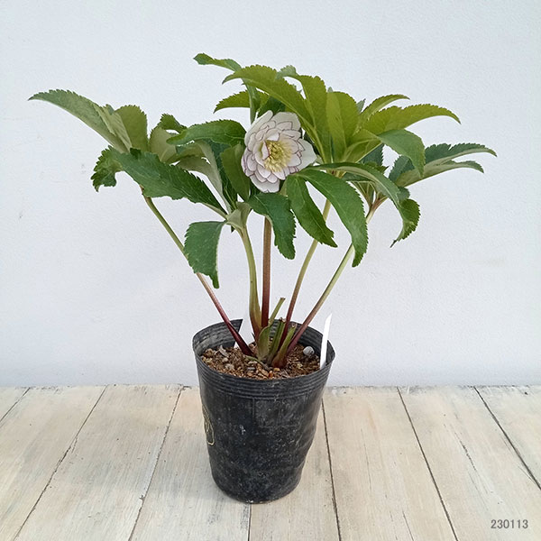 園芸ネット本店｜若泉ファームさんのクリスマスローズ：ダブル23-09