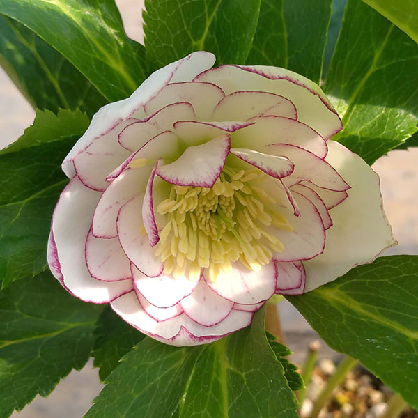 園芸ネット本店｜若泉ファームさんのクリスマスローズ：ダブル23-09