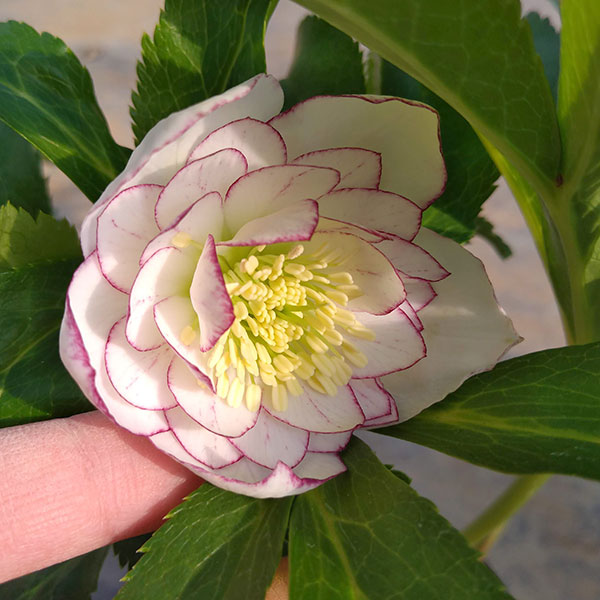 園芸ネット本店｜若泉ファームさんのクリスマスローズ：ダブル23-09