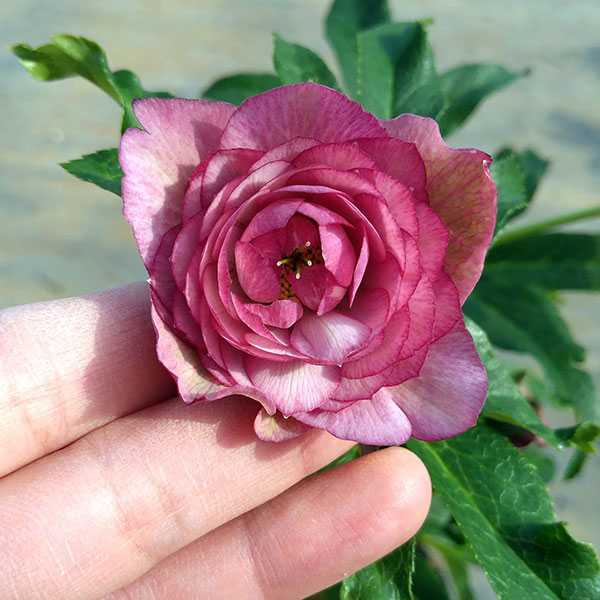 園芸ネット本店｜若泉ファームさんのクリスマスローズ：ダブル23-11