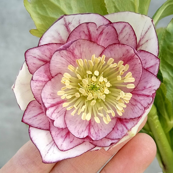 園芸ネット本店｜若泉ファームさんのクリスマスローズ：ダブル23-12