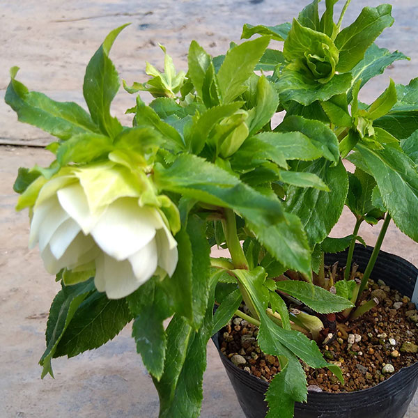 園芸ネット本店｜若泉ファームさんのクリスマスローズ：シャルウィ