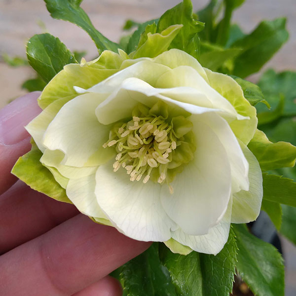 園芸ネット本店｜若泉ファームさんのクリスマスローズ：シャルウィ