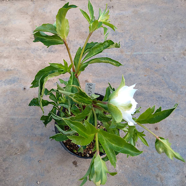 クリスマスローズ 株分 レアなダークピンク シャルウィダンス 整形花