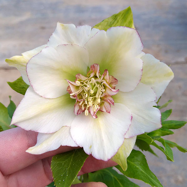 園芸ネット本店｜若泉ファームさんのクリスマスローズ：シャルウィ