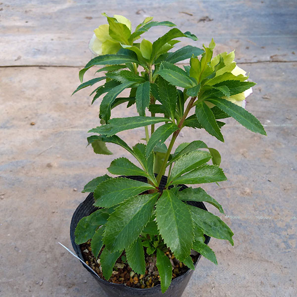 クリスマスローズ 若泉ファーム シャルウィダンス 株分け① 園芸ネット