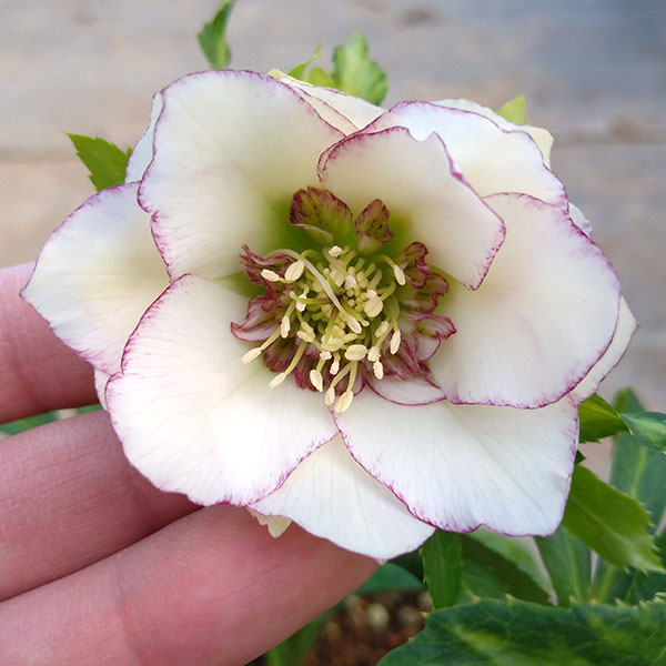 園芸ネット本店｜若泉ファームさんのクリスマスローズ：シャルウィ