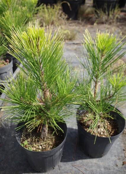 マツ（松）：黄金黒松（オウゴンクロマツ） 6号硬質ポット