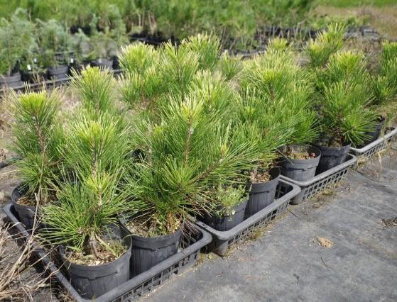 マツ（松）：黄金黒松（オウゴンクロマツ） 6号硬質ポット