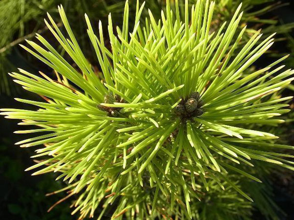 マツ（松）：黄金黒松（オウゴンクロマツ） 6号硬質ポット