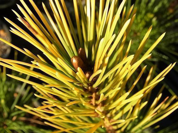 マツ（松）：黄金黒松（オウゴンクロマツ） 6号硬質ポット