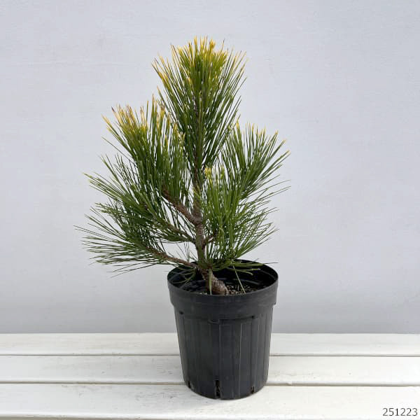 マツ(松):黄金黒松(オウゴンクロマツ) 6号硬質ポット