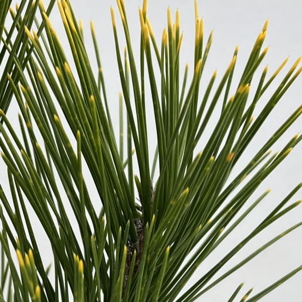 マツ(松):黄金黒松(オウゴンクロマツ) 6号硬質ポット