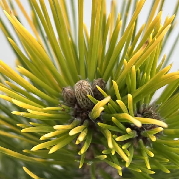 マツ(松):黄金黒松(オウゴンクロマツ) 6号硬質ポット