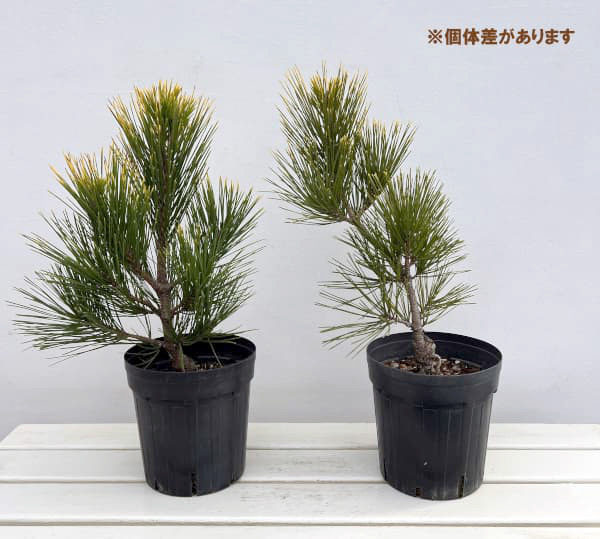 マツ(松):黄金黒松(オウゴンクロマツ) 6号硬質ポット
