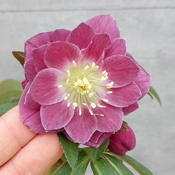 園芸ネット本店｜クリスマスローズ：セレクトダブル23-11／2Lポット の